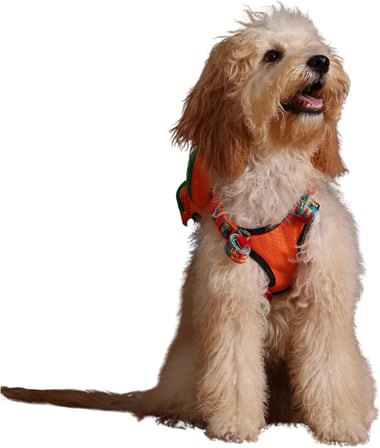 Design, Turuncu, Çantalı Göğüs Tasması, Köpek Sırt Çantası – 2’si 1 Arada Göğüs Tasması Fonksiyonlu, Ayarlanabilir, Küçük &amp; Büyük Irklar için, Small