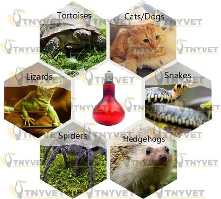 100 Watt Kızılötesi/Kırmızı Işık Isıtıcı Lambalar Sürüngenler, Amfibiler Ve Kuşlar Için
