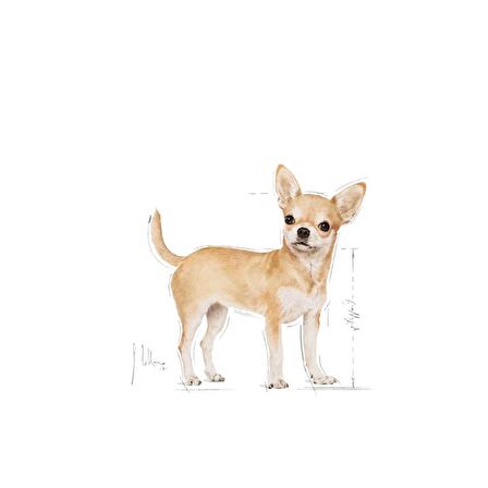 Royal Canin Chihuahua Kuru Köpek Maması 1.5kg