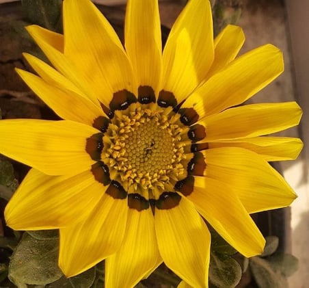 Gazanya Çiçeği Tohumu (Büyük Çiçek Kalıcı) Sarı Renkli - 8 Tohum