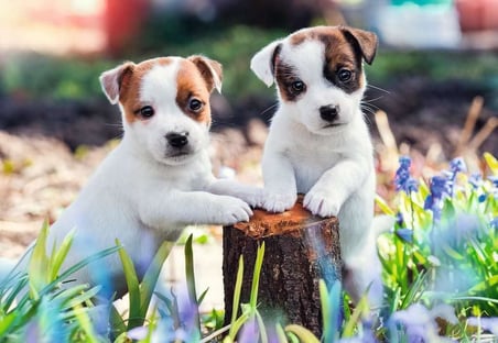 , 2x12p Puzzle Yavru Köpekler, Çocuk Puzzle