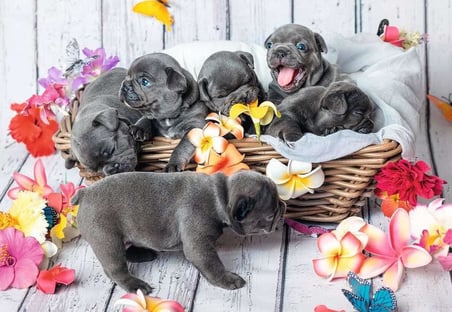 , 2x12p Puzzle Yavru Köpekler, Çocuk Puzzle