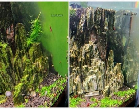 Sarı Siyah Boynuzlu Nerite Salyangoz 5 Adet Strafor + Isıtıcı Pedli Gönderim