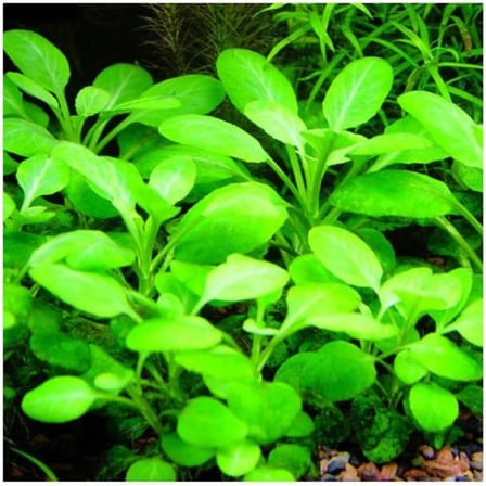 Lobelia Cardinalis Saksı Canlı Bitki