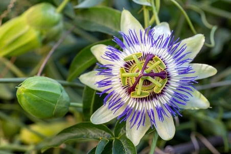 Passiflora Çiçeği Tohumu 5+ Tohum – Çarkıfelek Çiçeği Tohumları – Saksı ve Bahçe Yetiştiriciliğine Uygun