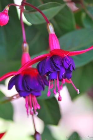 Dashing Look Kırmızı Mor Küpe Çiçeği / 20 Adet Küpeli Tohumu TH-2022dshnglkthm225