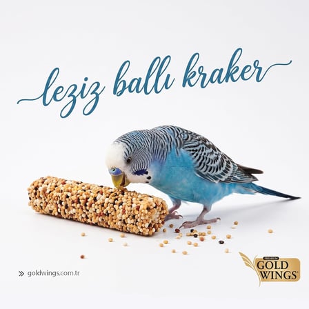 Gold Wings Premium Ballı-Meyveli Muhabbet Kuşu Krakeri, 10'lu Kutu