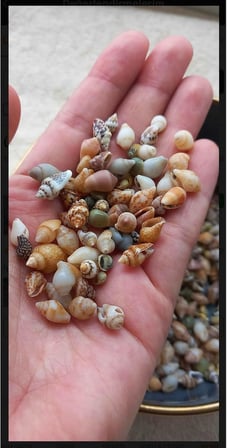 500 Adet Natural Minik Akvaryum Deniz Kabuğu Nassa Shell Karışık Minyatür Deniz Kabuğu
