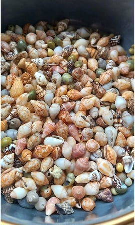 500 Adet Natural Minik Akvaryum Deniz Kabuğu Nassa Shell Karışık Minyatür Deniz Kabuğu