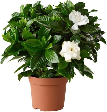 Videolu Efsane Kokulu Hediyelik 1 Adet Gardenya Çiçeği Saksılı 30-45Cm (Gardenia Flower)