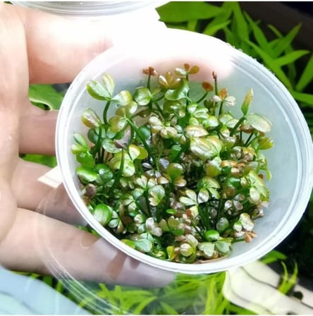 Marsilea Hirsuta In Vitro Canlı Bitki