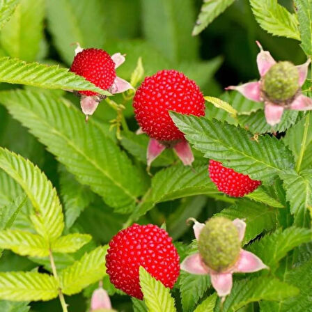 "1 Yaşında Çilek Ahududu Fidanı (Rubus illecebrosus) - Tatlı ve Kolay Yetiştirilen Meyve"saksılı