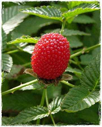 "1 Yaşında Çilek Ahududu Fidanı (Rubus illecebrosus) - Tatlı ve Kolay Yetiştirilen Meyve"saksılı