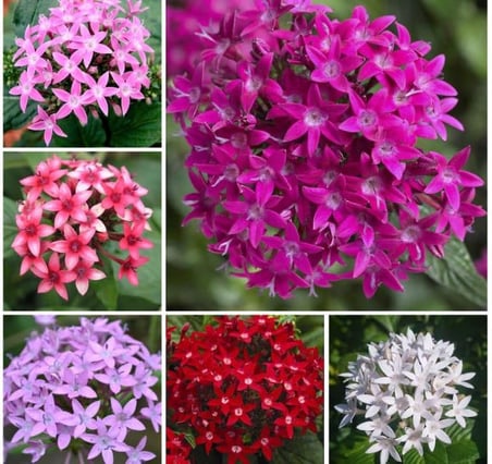 Pentas Çiçeği Tohumu (İri çiçekli Bodur) Karışık Renkli - 5 Tohum