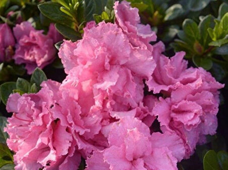 Mor Çiçekli Açelya Fidanı "Elsie Lee" 1-2 Yaş Arası Tüplü