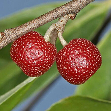 2 Yaşında Tüplü Güz Yemişi (Elaeagnus umbellata) Fidanı - Bahçenize Sağlıklı ve Lezzetli Meyveler Katın