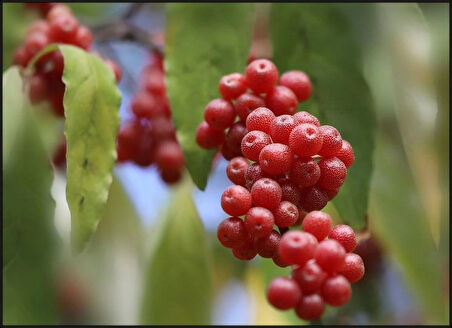 2 Yaşında Tüplü Güz Yemişi (Elaeagnus umbellata) Fidanı - Bahçenize Sağlıklı ve Lezzetli Meyveler Katın