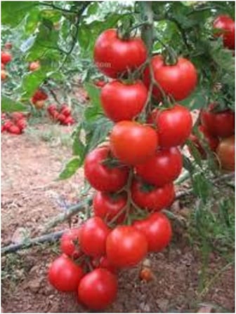 Sırık Domates Tohumu 50 Adet