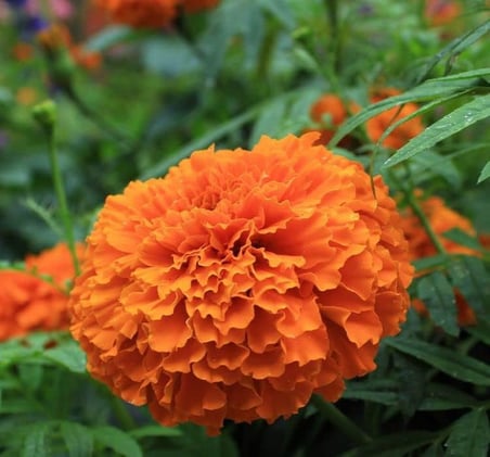 Kadife Çiçeği (Marigold Büyük Çiçek) Turuncu Renkli - 10 Tohum
