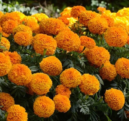 Kadife Çiçeği (Marigold Büyük Çiçek) Turuncu Renkli - 10 Tohum