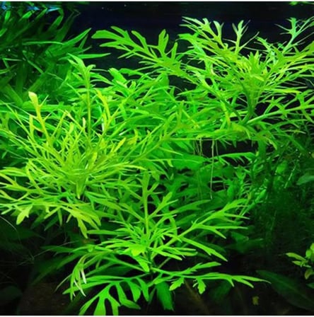 Hygrophila Difformis 4-6 Kök Canlı Bitki