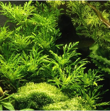 Hygrophila Difformis 4-6 Kök Canlı Bitki