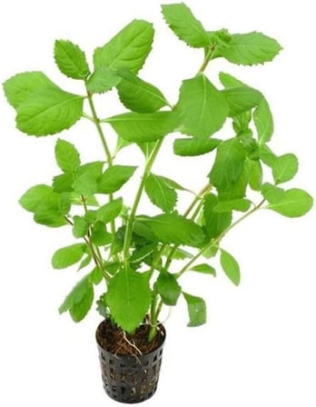 Hygrophila Difformis 4-6 Kök Canlı Bitki