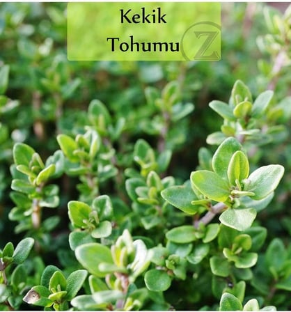 Kekik Tohumu 1 Paket (500 + Adet)
