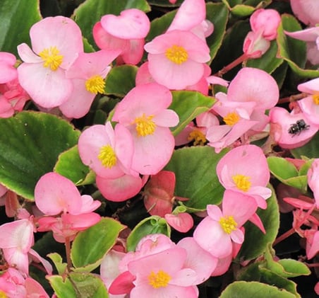 Begonya Tohumu (Şeker - Yeşil Yaprak) Pembe Renkli - 40 Tohum