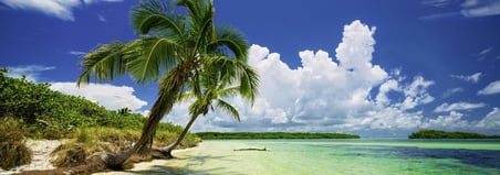 Puzzle Paradise Palm 2000 Parça Panorama
