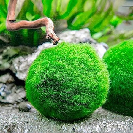 Marimo Moss Ball 3-4Cm Yosun Topu Canlı Bitki