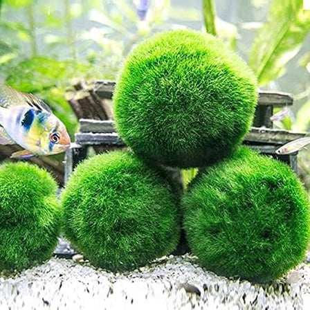 Marimo Moss Ball 3-4Cm Yosun Topu Canlı Bitki