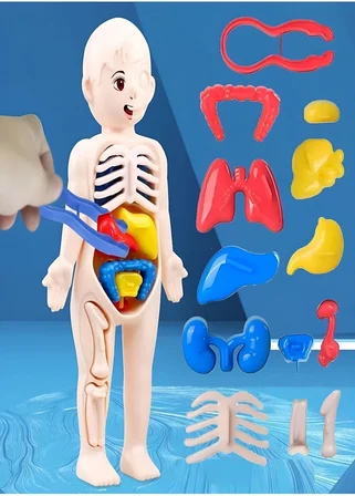 Ayver Insan Vücudu Anatomisi Organ Bulmaca Puzzle Bultak Yapboz Eğitici Ve Öğretici Oyuncak 20 Cm