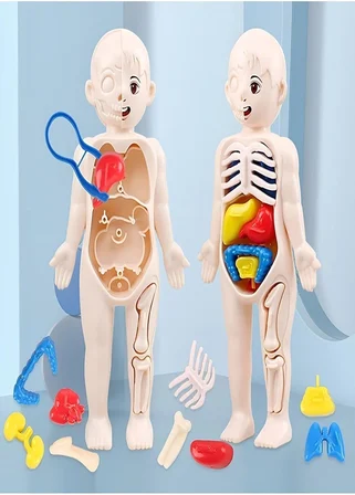 Ayver Insan Vücudu Anatomisi Organ Bulmaca Puzzle Bultak Yapboz Eğitici Ve Öğretici Oyuncak 20 Cm
