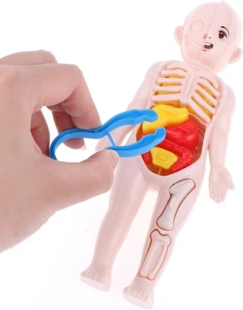 Ayver Insan Vücudu Anatomisi Organ Bulmaca Puzzle Bultak Yapboz Eğitici Ve Öğretici Oyuncak 20 Cm
