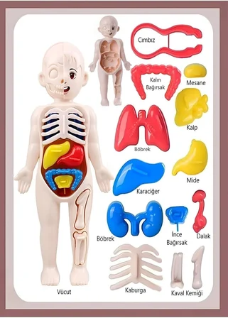 Ayver Insan Vücudu Anatomisi Organ Bulmaca Puzzle Bultak Yapboz Eğitici Ve Öğretici Oyuncak 20 Cm