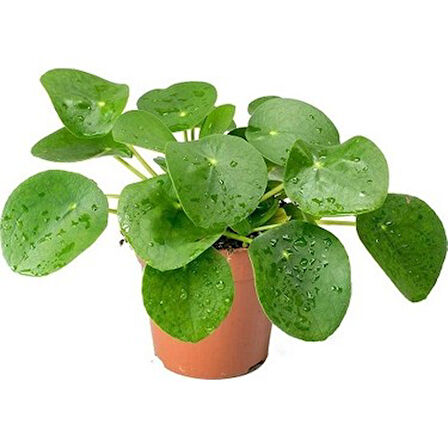 Çin Para Çiçeği Çin Para Bitkisi Pilea Peperoms 