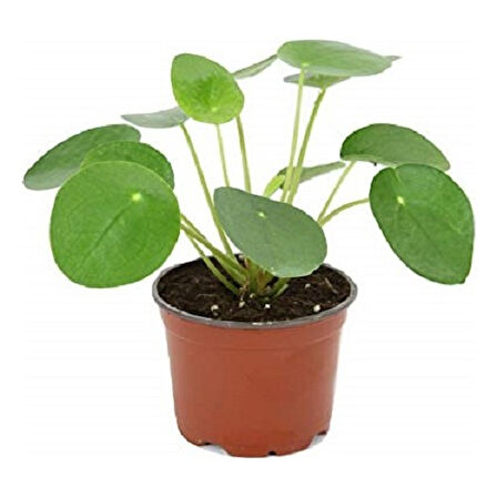 Çin Para Çiçeği Çin Para Bitkisi Pilea Peperoms 