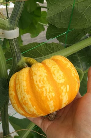 Nadir Mini Bal Kabağı Tohumu / 10 Adet Tohum
