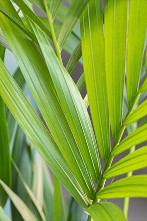 Areka Palmiyesi - Dypsis Lutescens Canlı Salon Bitkisi 80 - 100 cm