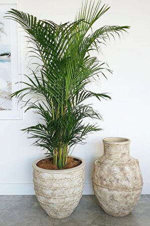 Areka Palmiyesi - Dypsis Lutescens Canlı Salon Bitkisi 150 -160cm