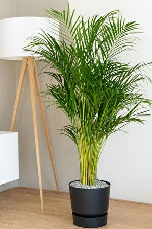 Areka Palmiyesi - Dypsis Lutescens Canlı Salon Bitkisi 150 -160cm