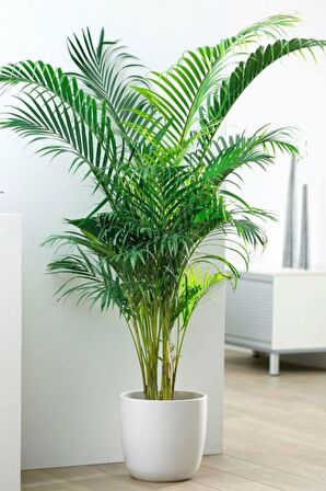 Areka Palmiyesi - Dypsis Lutescens Canlı Salon Bitkisi 150 -160cm