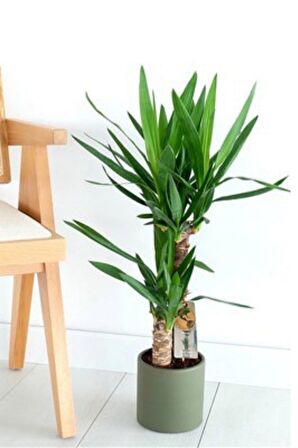 Yucca - Yuka Bitkisi İki Gövdeli Yucca Avize Çiçeği Canlı Salon Bitkisi 80 - 100 cm