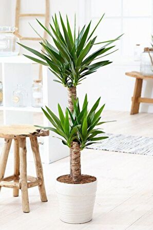 Yucca - Yuka Bitkisi İki Gövdeli Yucca Avize Çiçeği Canlı Salon Bitkisi 80 - 100 cm