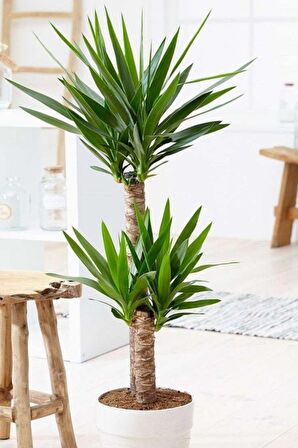 Yucca - Yuka Bitkisi İki Gövdeli Yucca Avize Çiçeği Canlı Salon Bitkisi 80 - 100 cm