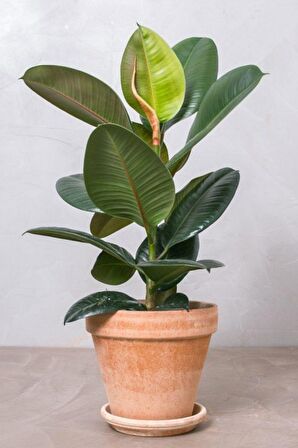 Kauçuk - Tek Gövdeli Ficus Elastica Robusta Canlı Salon Bitkisi 80 - 100 cm