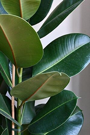 Kauçuk - Tek Gövdeli Ficus Elastica Robusta Canlı Salon Bitkisi 80 - 100 cm