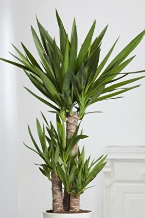 Yucca - Yuka Bitkisi Üç Gövdeli Yucca Avize Çiçeği Canlı Salon Bitkisi 120 - 130 cm