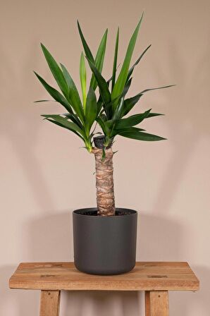 Yucca - Yuka Bitkisi Tek Gövdeli Yucca Avize Çiçeği Canlı Salon Bitkisi 50 - 60 cm